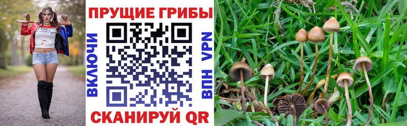 Купить закладки  Высоковск  Псилоцибиновые грибы Psilocybine cubensis 